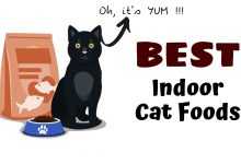 Photo of Best Cat Food for Indoor Cats
