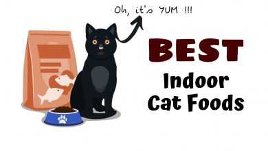 Indoor Cat Food 390x220 - Best Cat Food for Indoor Cats