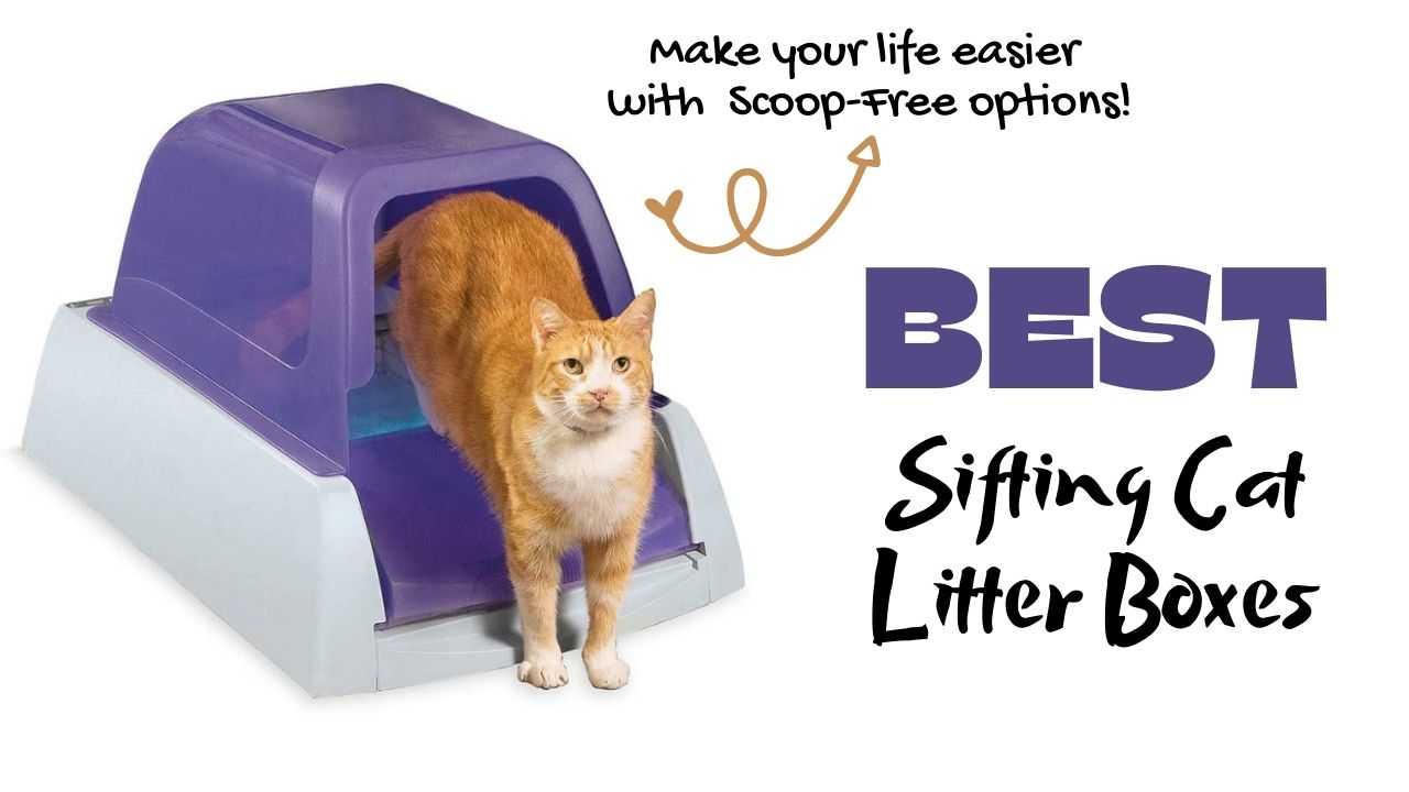 Best Sifting Litter Box