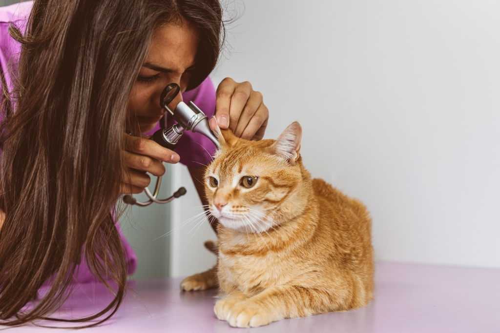 Dr Halime Bamsi Inspecting Cat Shomzis Ears