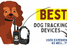 Photo of Best Real-Time Dog Location Tracking Devices: Hands-on Experiences & More!