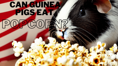 Photo of Can Guinea Pigs Eat Popcorn?