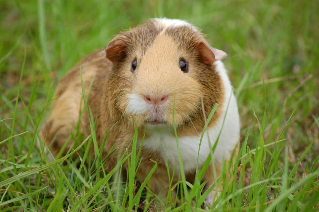 Guinea Pigs to Eat Jalapenos
