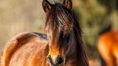Photo of 10 Fascinating Facts About the Hucul Pony