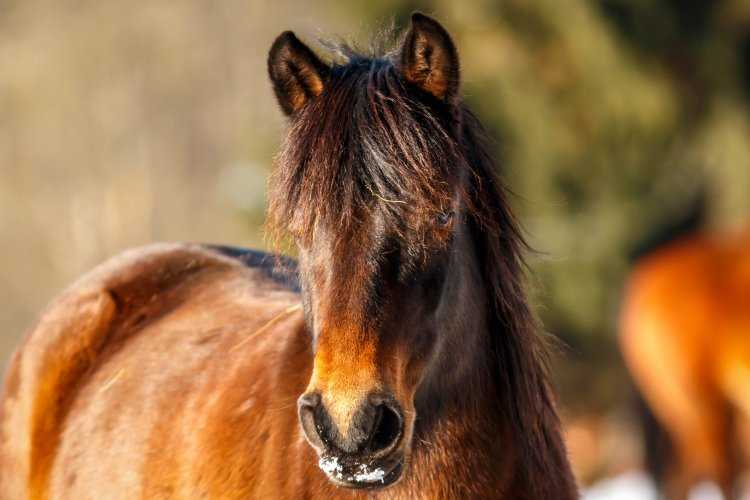 10 Fascinating Facts About the Hucul Pony