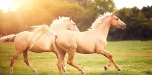 20 Fascinating Facts About Horses 300x149 20 Fascinating Facts About Horses