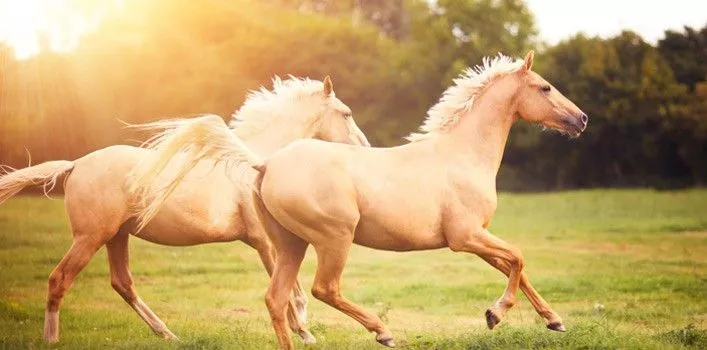 20 Fascinating Facts About Horses