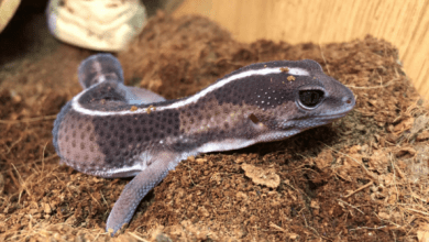 African Fat tailed Geckos
