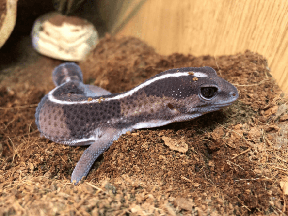 African Fat-Tailed Geckos