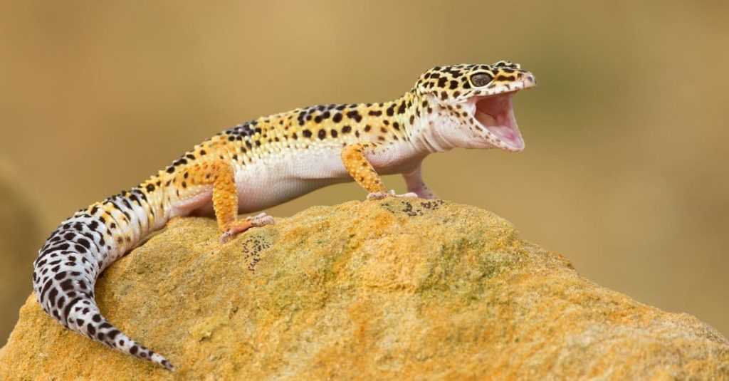 All about the Leopard Gecko
