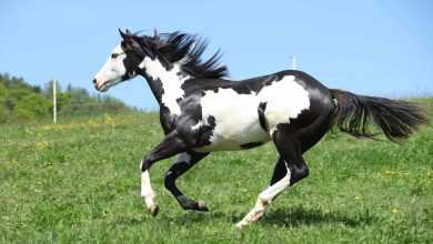 Photo of American Paint Horse