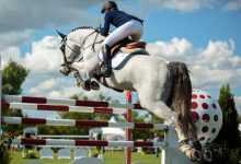 Photo of Best Horse Breeds for Jumping
