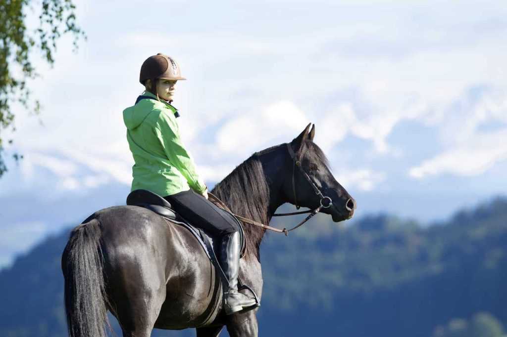 Best Horse Breeds for Trail Riding
