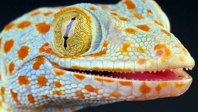Gecko Lizard Care Guide