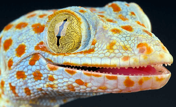 Gecko Lizard Care Guide