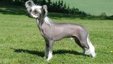 Photo of Chinese Crested Chihuahua