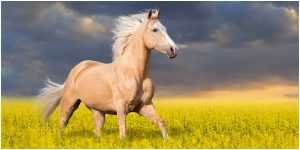 Palomino Horse Pictures 300x150 Palomino Horse