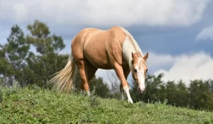Palomino Horse Pictures1 300x175 Palomino Horse