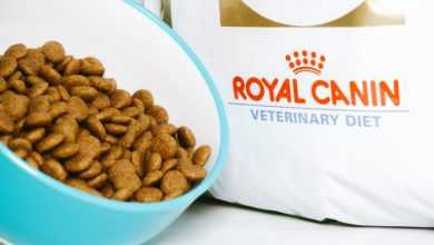 Photo of Royal Canin Dog Food Reviews: A Comprehensive Guide
