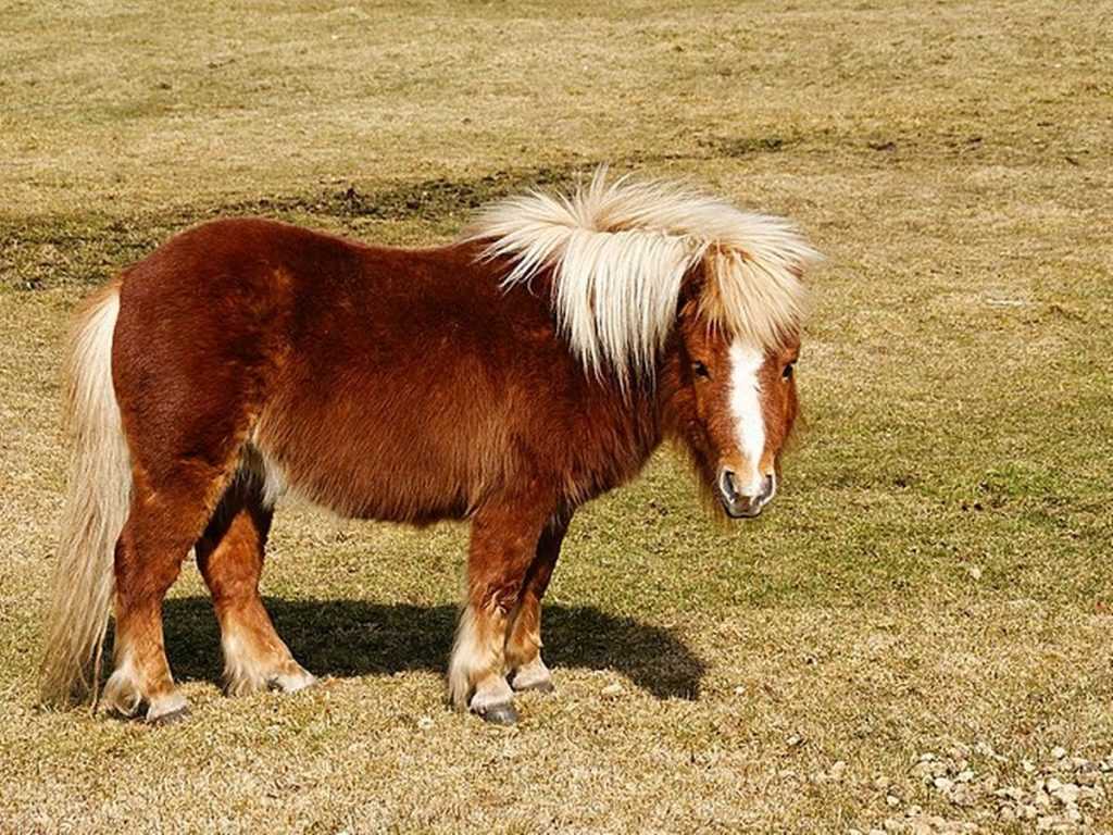Shetland Pony Horse Breed Pony Characteristics Pony Personality Pony Uses Pony Price 1024x768 Shetland Pony