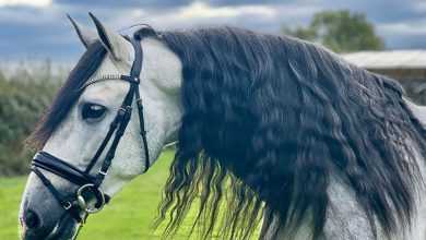 Photo of Andalusian Horse