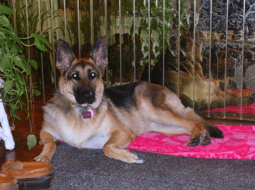 Royal Canin German Shepherd Formula