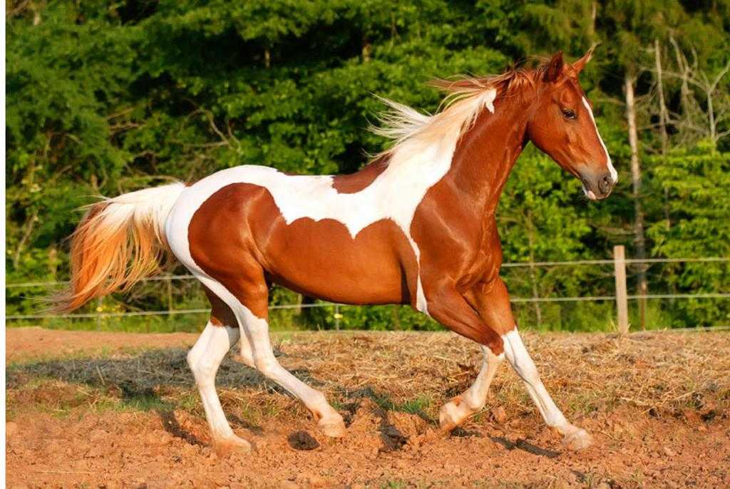 How Long Do Horses Live How Long Do Horses Live a Guide to Lifespan and Factors That Affect It