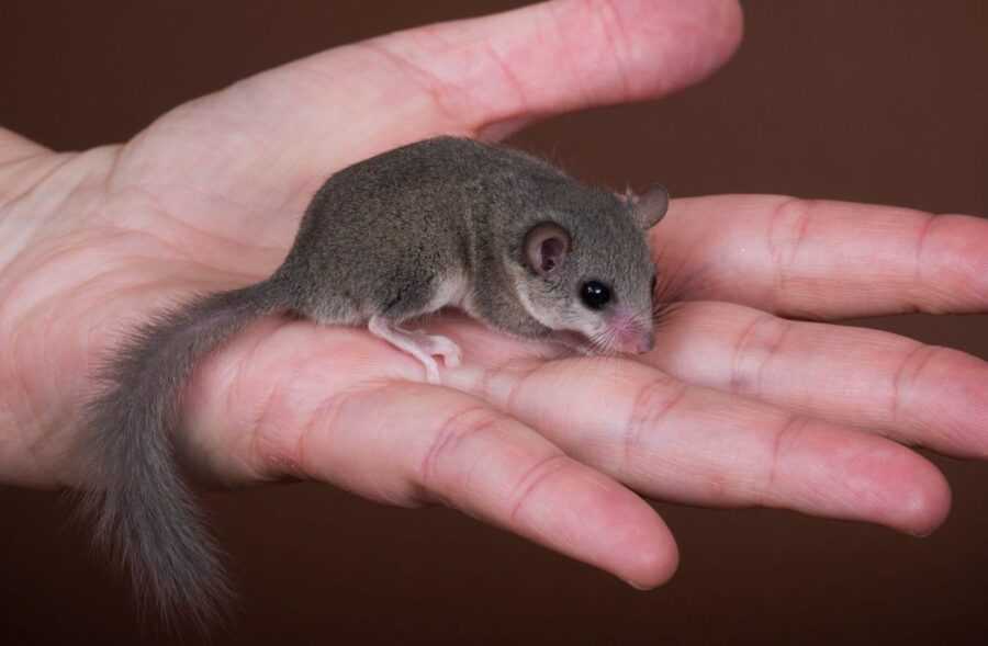 micro squirrel