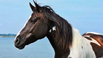 Photo of Pinto horses