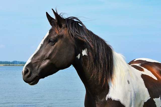 Pinto Horse Pinto Horses